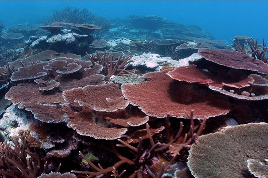 American Samoa Culture and Ocean Conservation Film Series